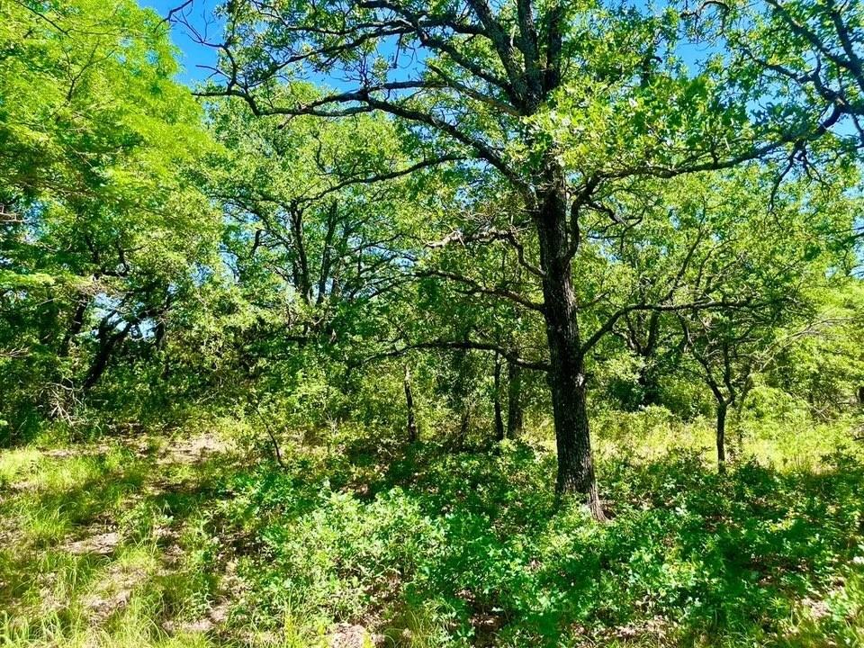 View of nature
