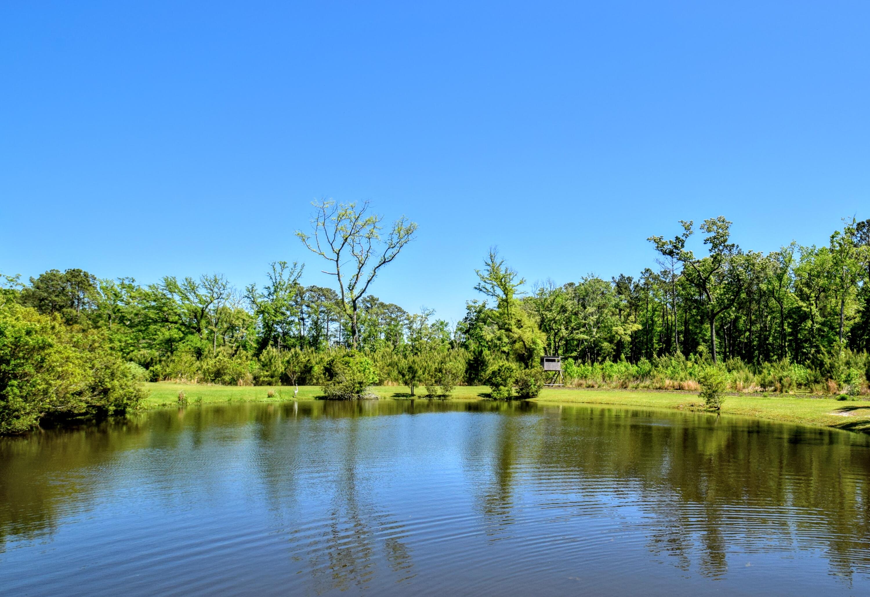 6870 Early Jersey Road Meggett, SC 29449 - Photo 14 of 37 Stocked Pond