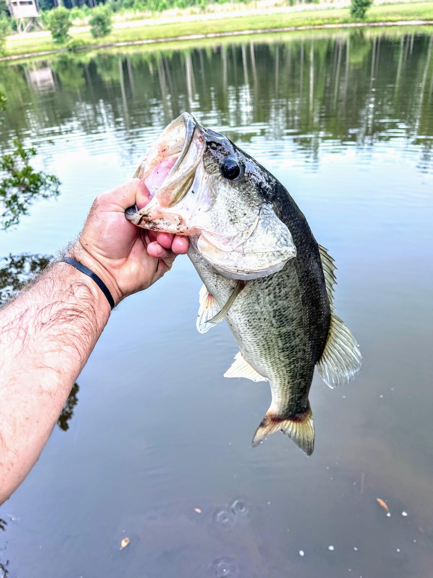 6870 Early Jersey Road Meggett, SC 29449 - Photo 17 of 37 Bass From Pond