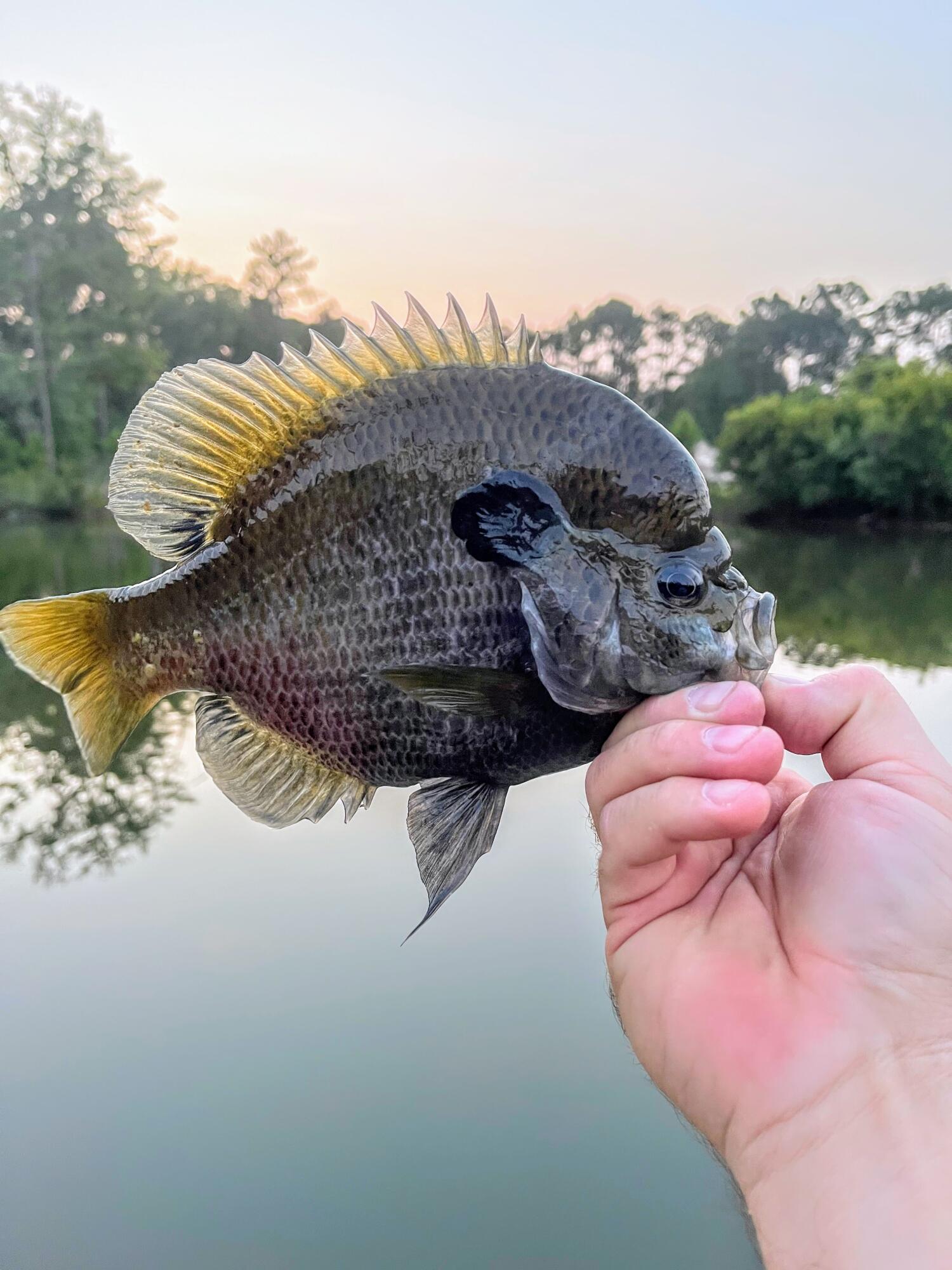 6870 Early Jersey Road Meggett, SC 29449 - Photo 18 of 37 Bluegill From Pond