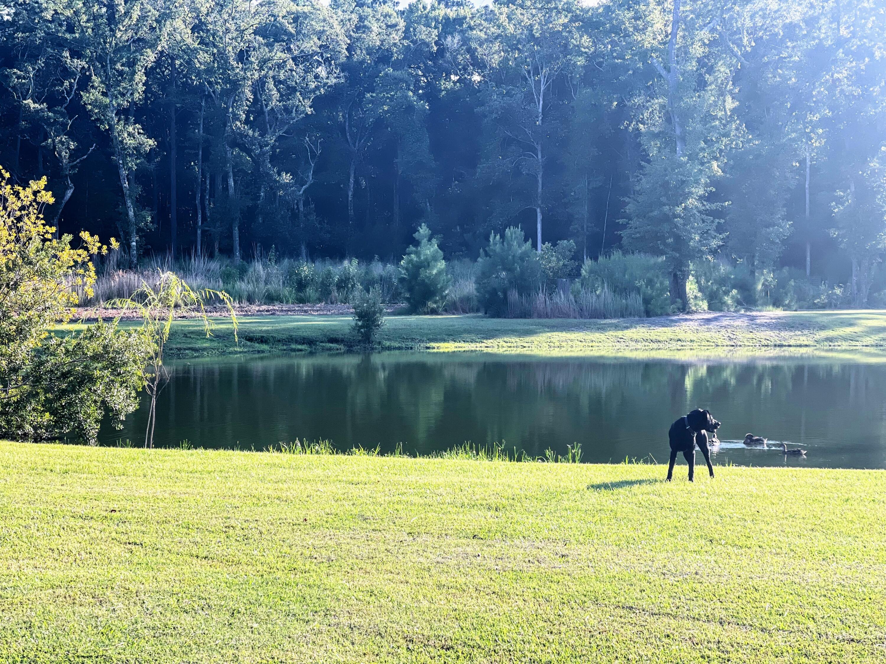 6870 Early Jersey Road Meggett, SC 29449 - Photo 23 of 37 Pond & Pasture