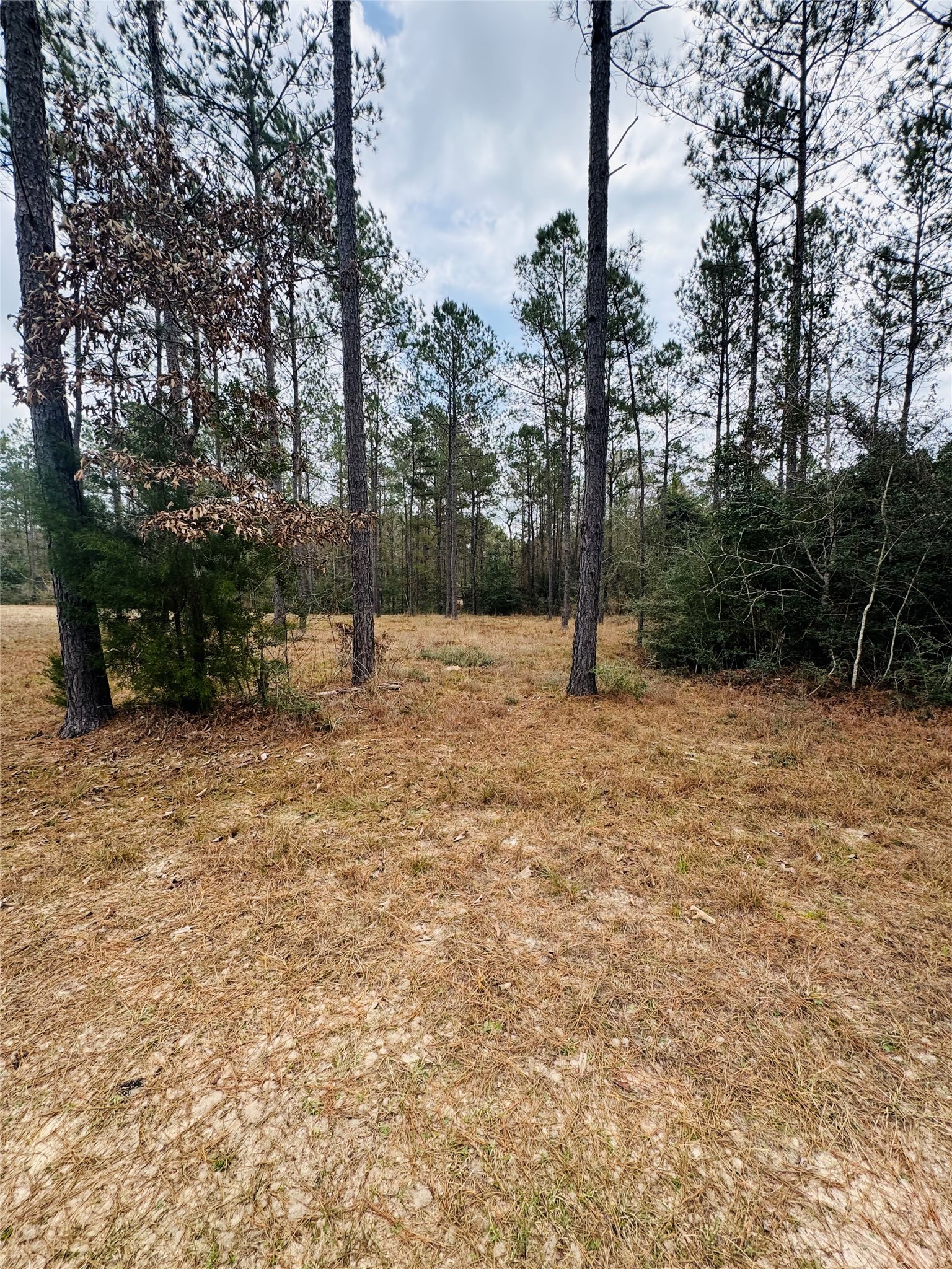 2071 Camp Seale Road Livingston, TX 77351 - Photo 25 of 28 a backyard of a house with lots of green space