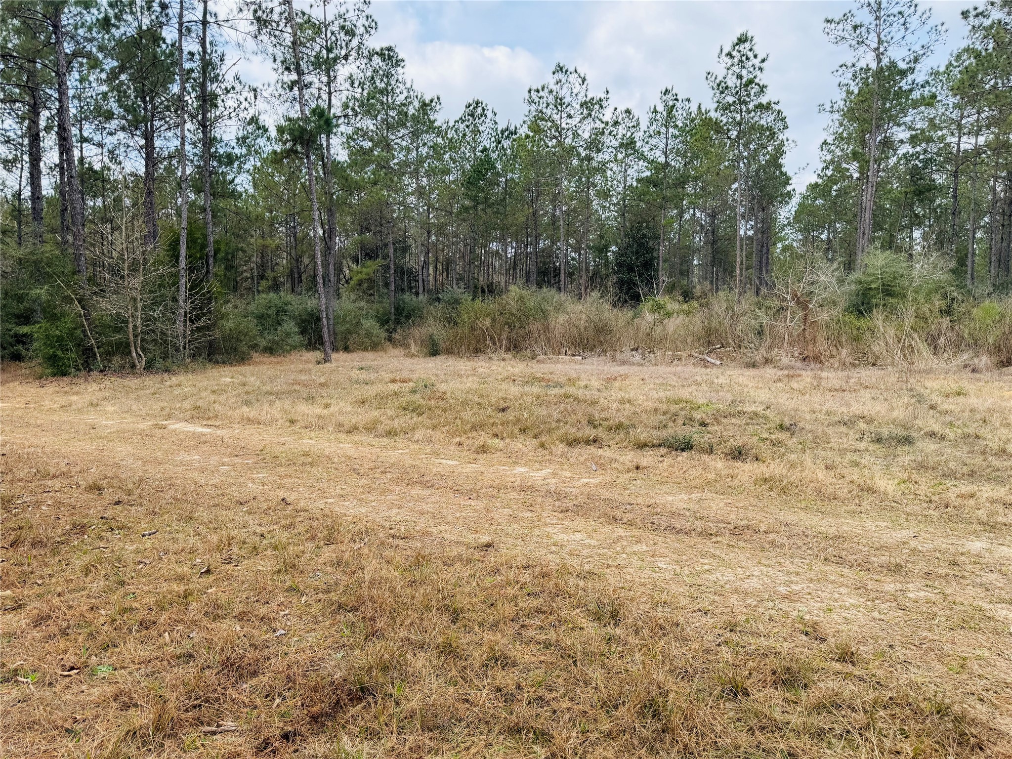 2071 Camp Seale Road Livingston, TX 77351 - Photo 26 of 28 a view of a yard with a tree