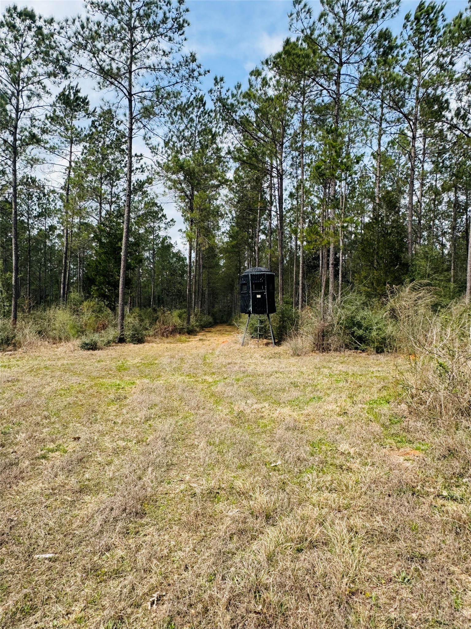 2071 Camp Seale Road Livingston, TX 77351 - Photo 28 of 28 a backyard of a house with lots of green space