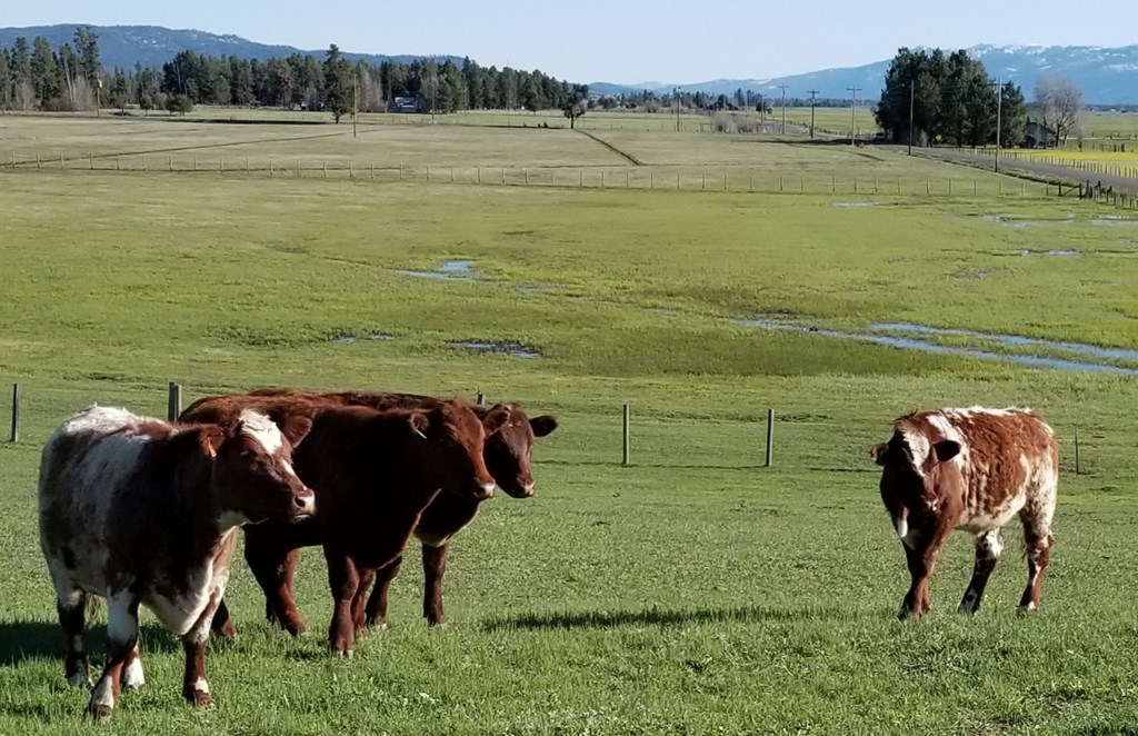 13576 Farm To Market Road McCall, ID 83638 - Photo 4 of 45