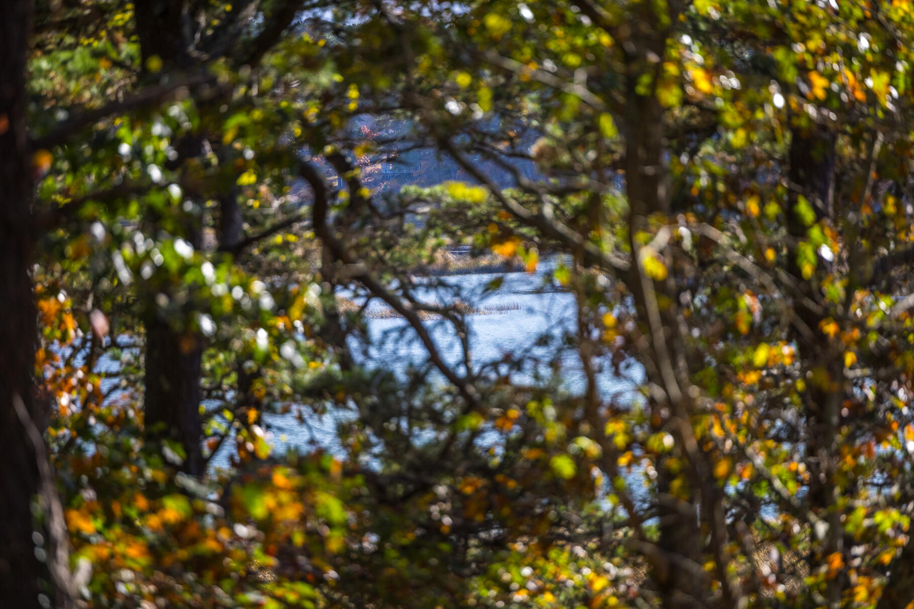 25 1st Avenue Wellfleet, MA 02667 - Photo 13 of 56 9L4A3339