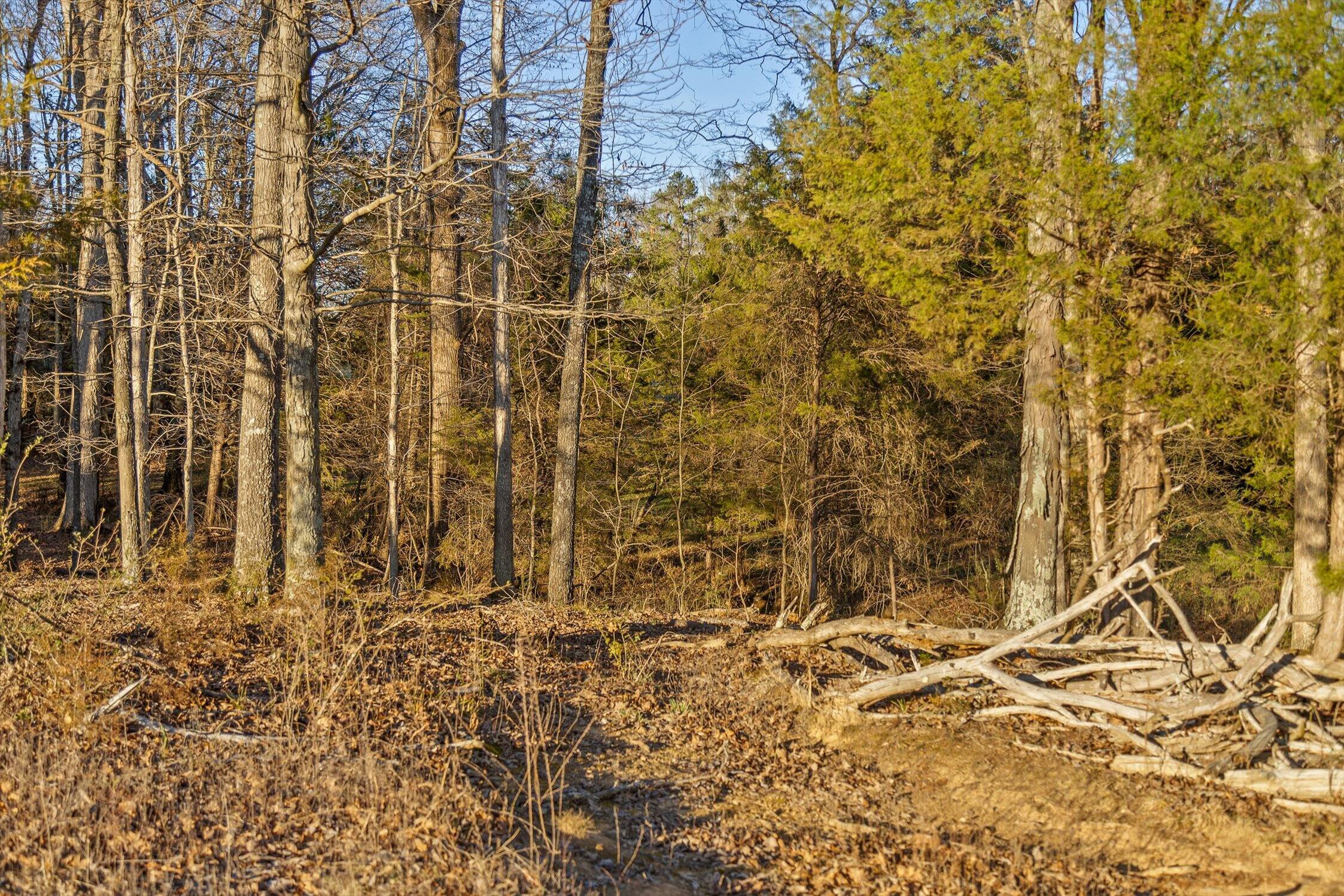 0 West Cove Road, Unit 96 4 AC Chickamauga, GA 30707 - Photo 42 of 70 49-W Cove (90 Acres)-34