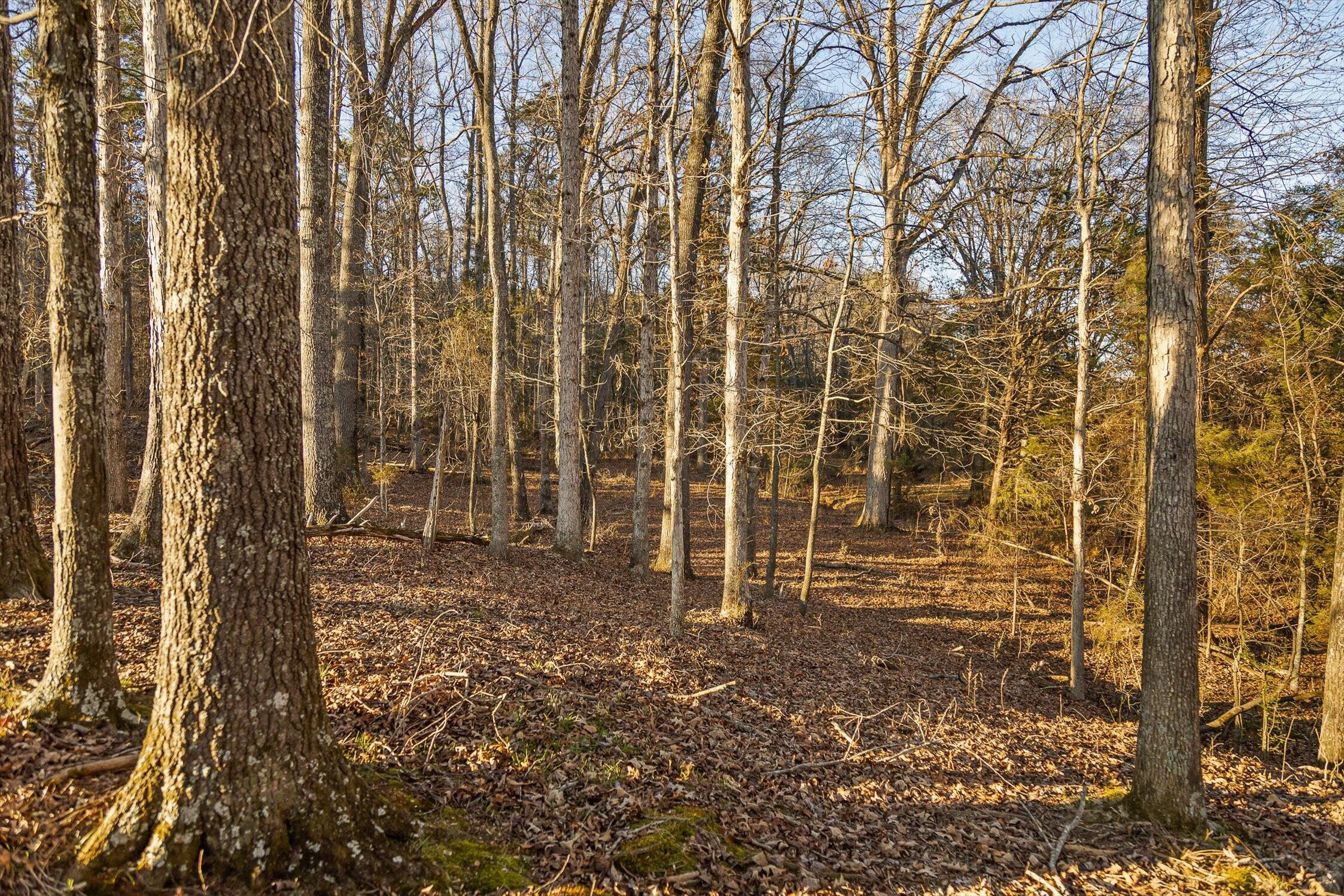 0 West Cove Road, Unit 96 4 AC Chickamauga, GA 30707 - Photo 43 of 70 50-W Cove (90 Acres)-35