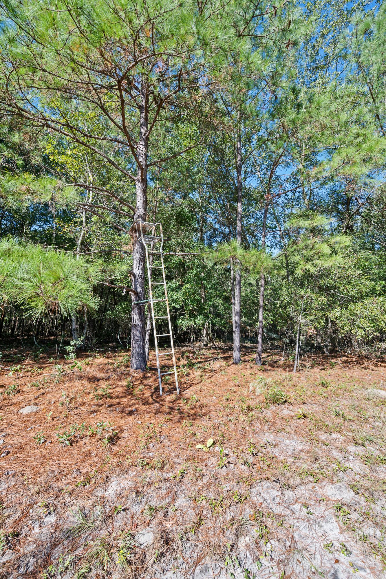 7901 State Rd S-6-169 Blackville, SC 29817 - Photo 68 of 89