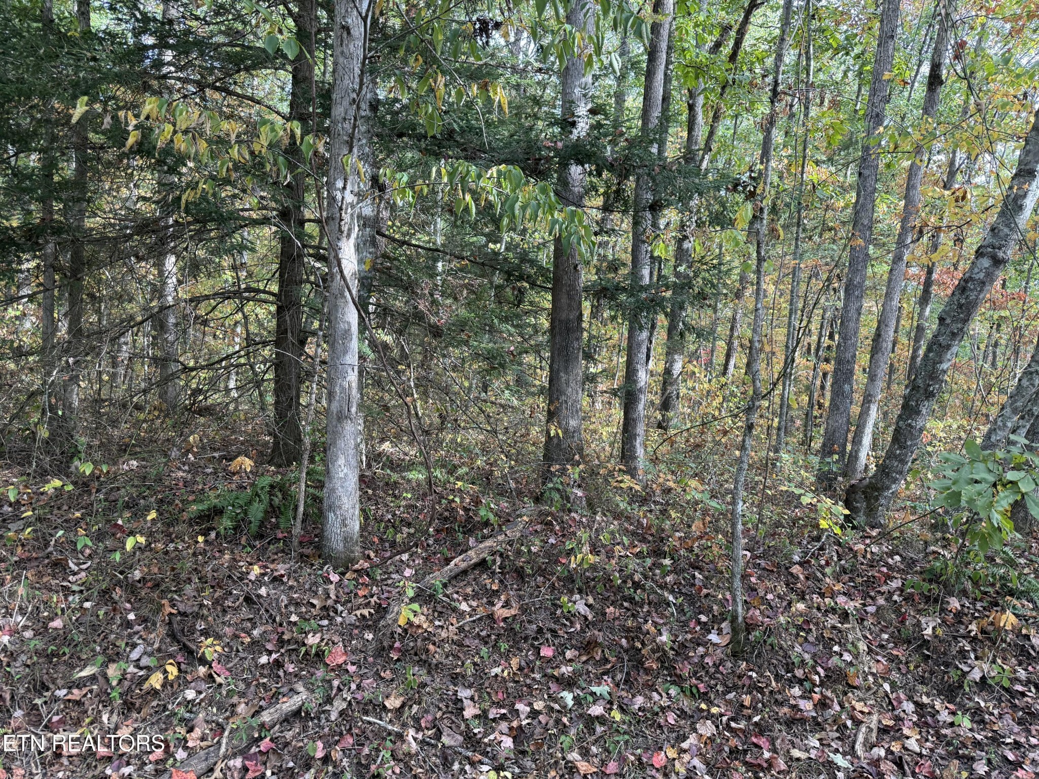 0 Copley Cemetery Road Jamestown, TN 38556 - Photo 2 of 7 Gallery Image 2