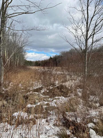 a view of lot of trees