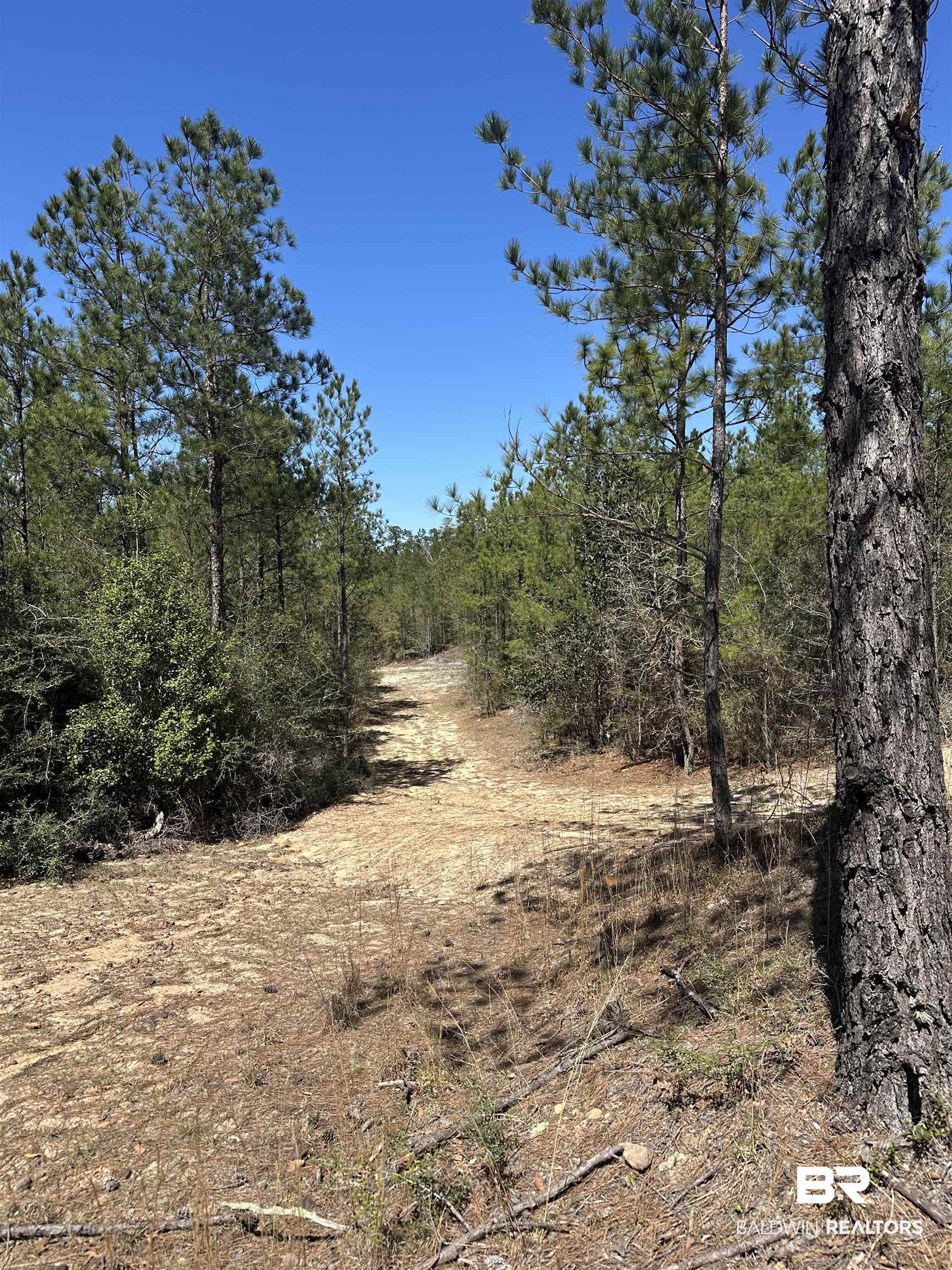 8557 County Road 34 Millry, AL 36558 - Photo 35 of 36 View of local wilderness with a forest view