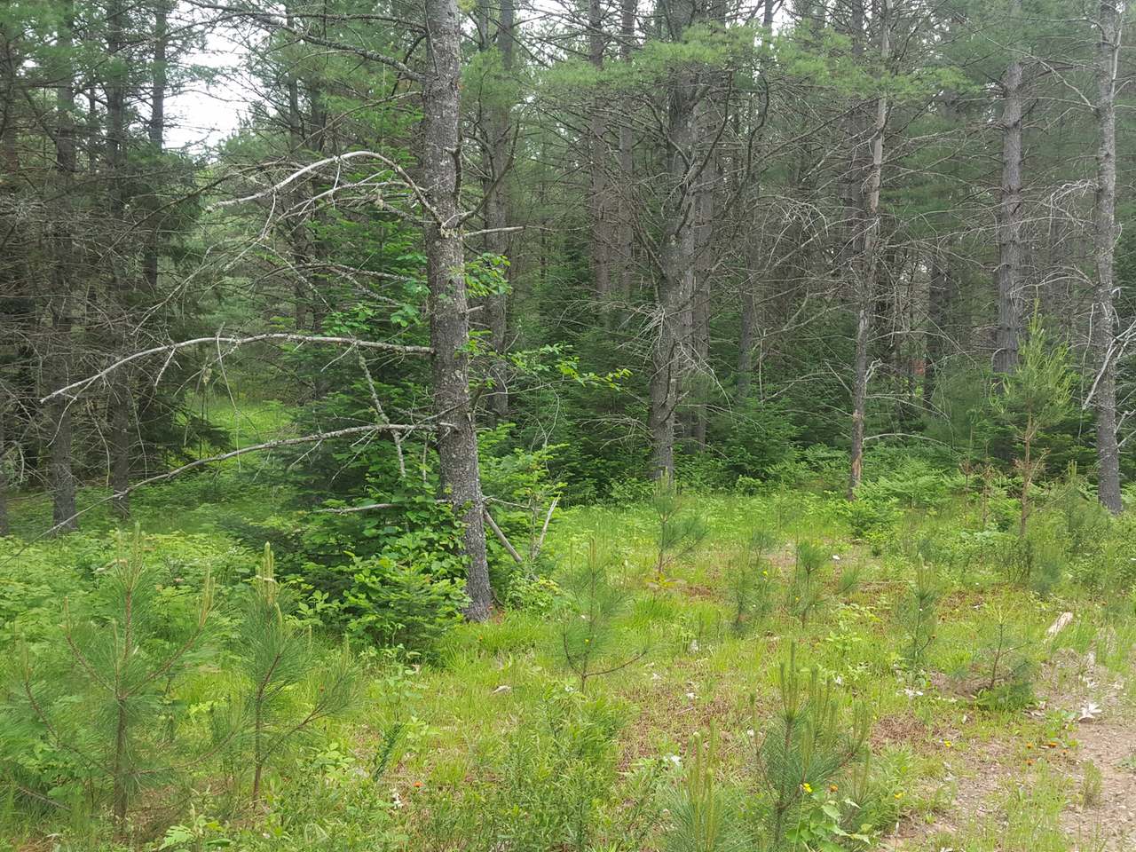 On Ross Road Conover, WI 54519 - Photo 2 of 12 Gallery Image 2