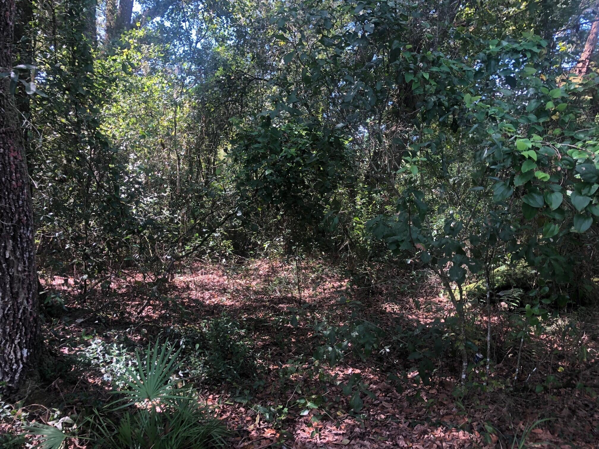 0 Co Road Kathleen, FL 33849 - Photo 2 of 3 rb283