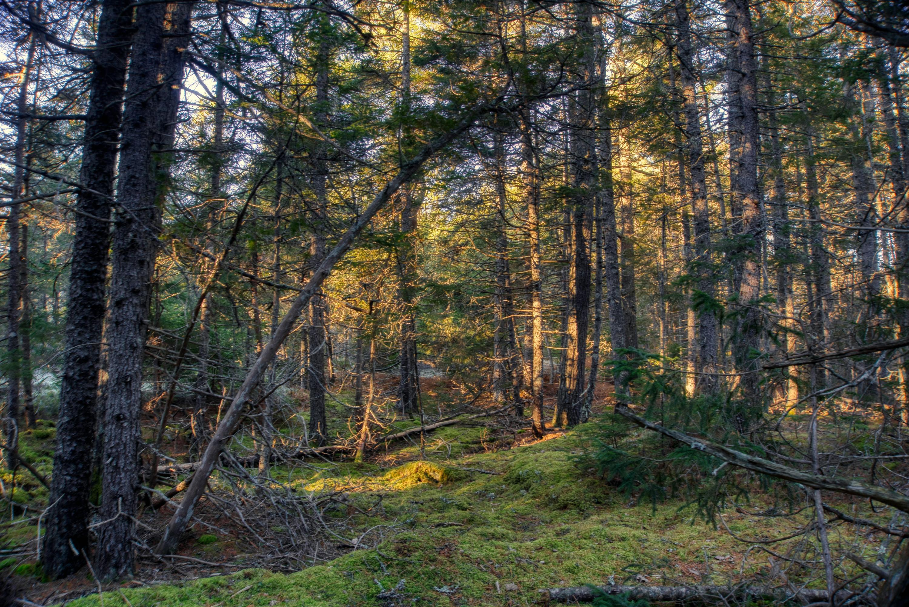 Tbd East Side Road Hancock, ME 04640 - Photo 8 of 16 inwoods view (9)