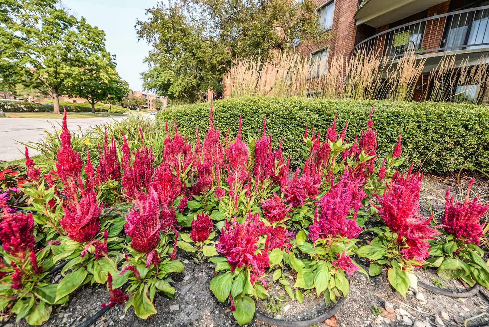 1415 East Central Road, Unit 206A Arlington Heights, IL 60005 - Photo 39 of 39