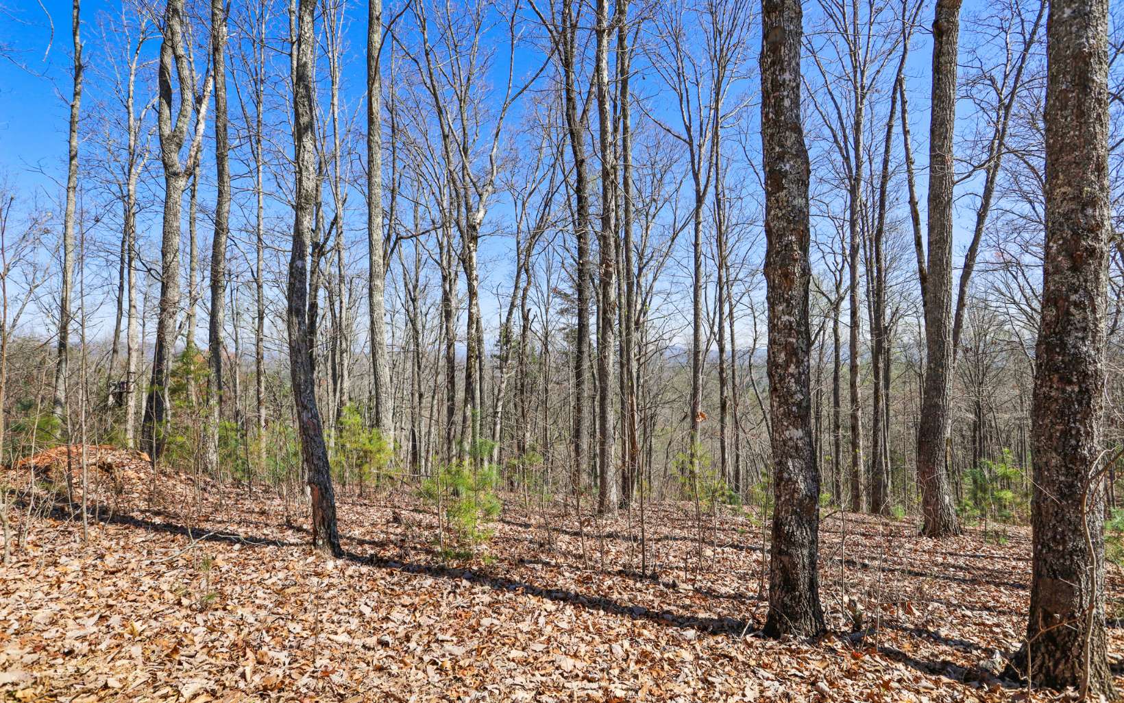 249 Ruby Ridge Lane Blairsville, GA 30512 - Photo 42 of 60 Additional View