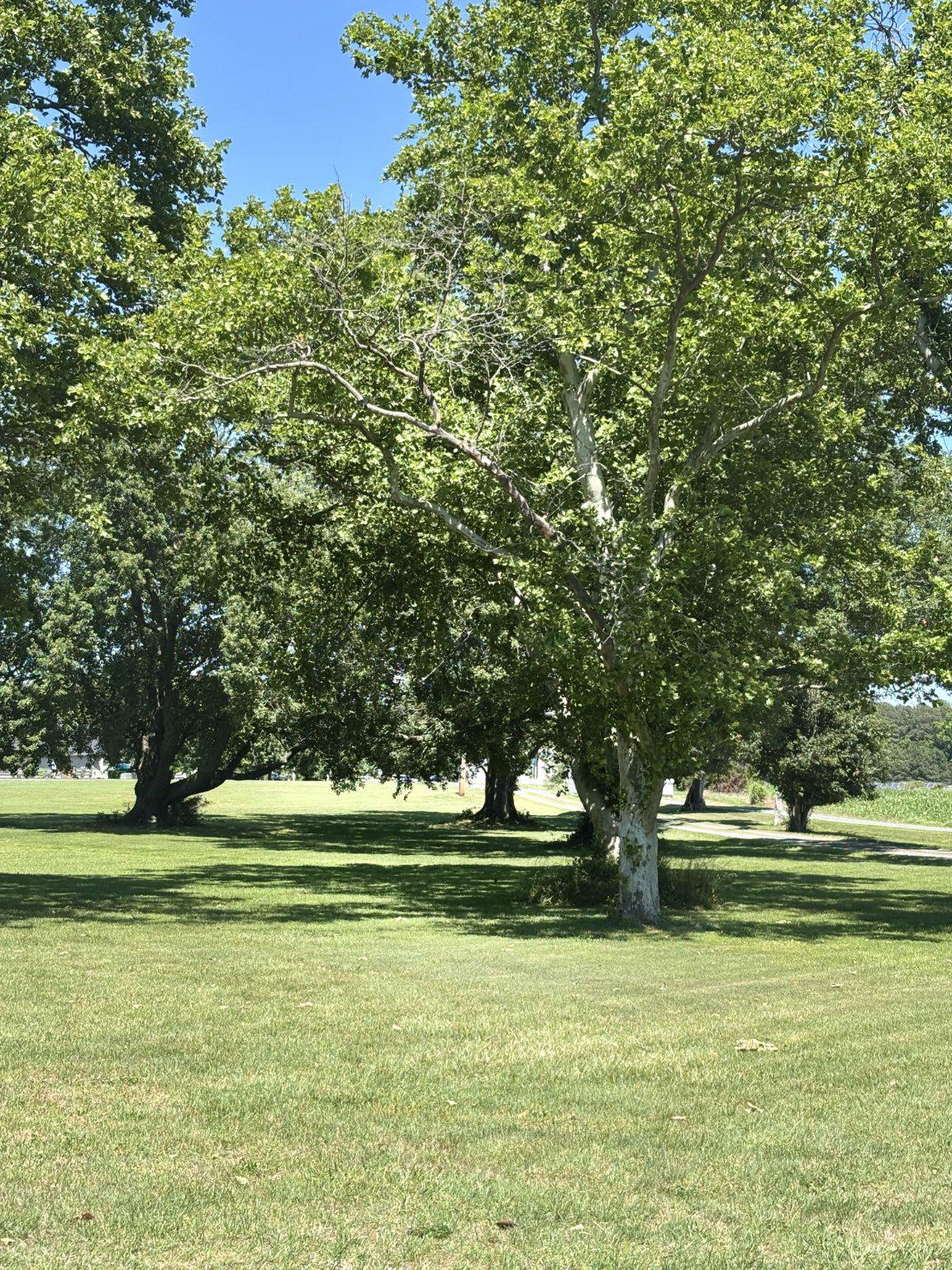 300 Woods Point Road Chester, MD 21619 - Photo 7 of 16 Mature shade, holly and magnolia trees on the lawn
