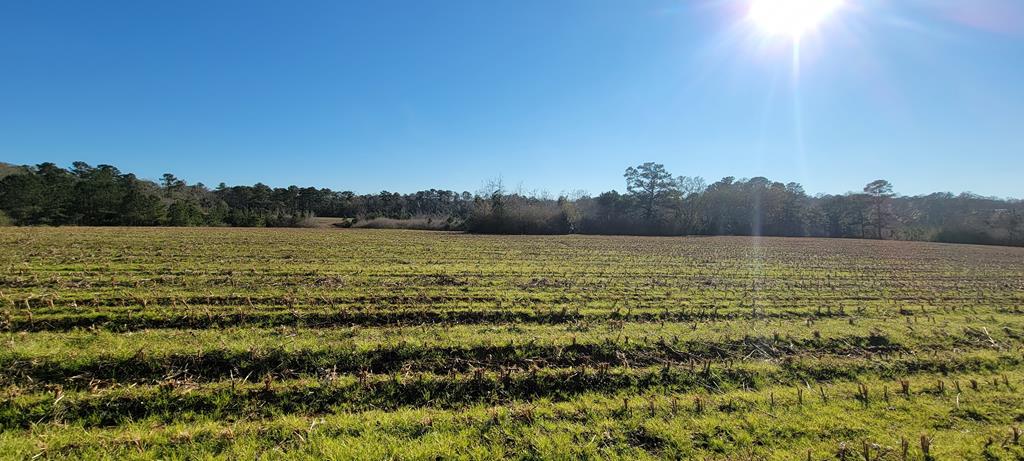 50.45-acres Trawick Road Dothan, AL 36301 - Photo 35 of 62
