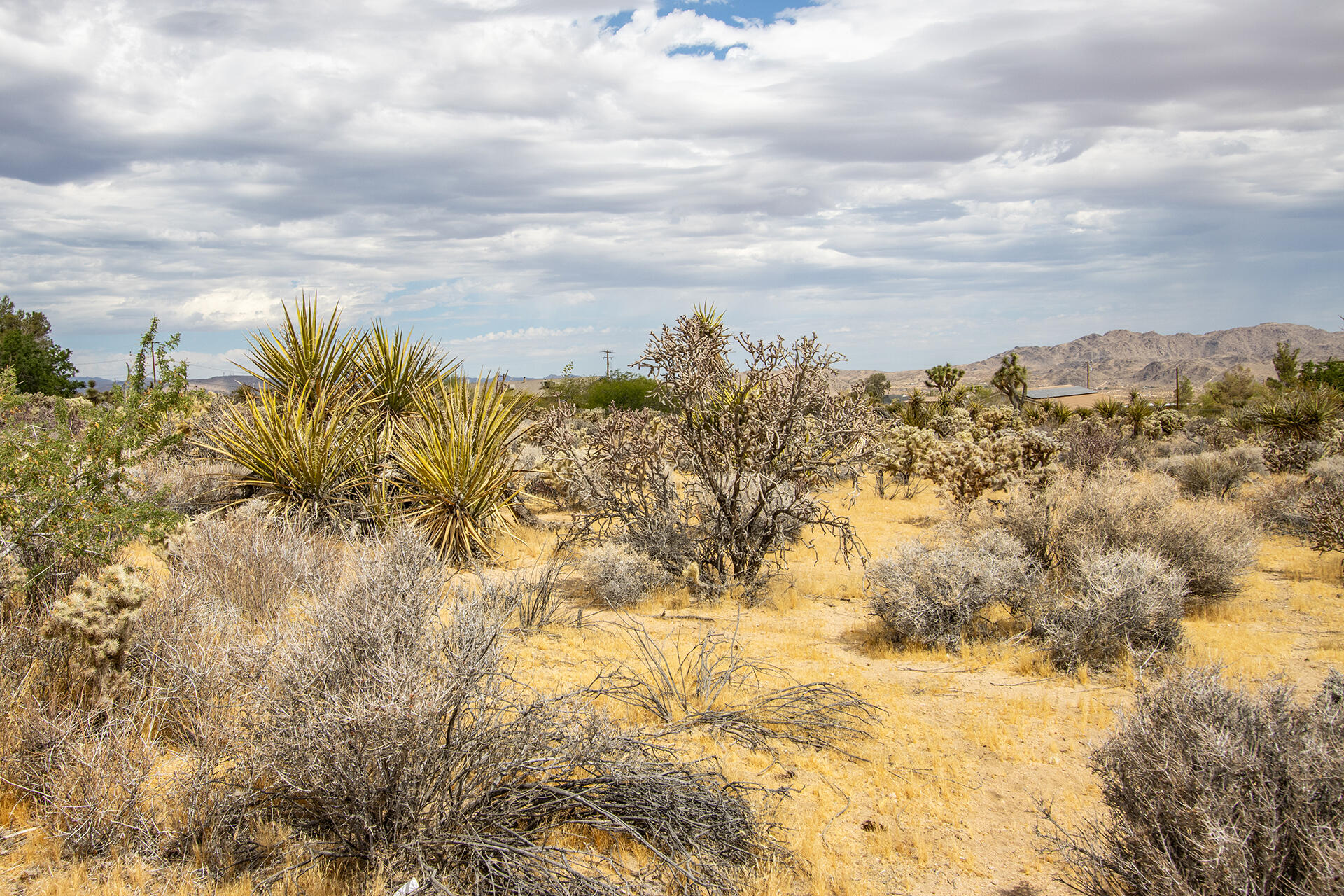 207 Onaga Trail Joshua Tree, CA 92252 - Photo 8 of 27 IMG_1891
