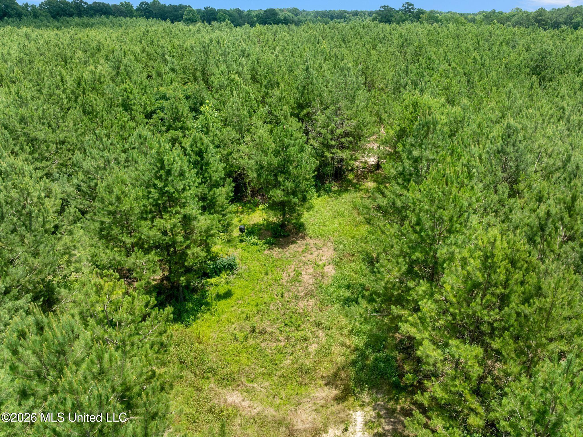 31-acres Ridgeland Road Bassfield, MS 39421 - Photo 15 of 27 85_Ridgeland_Rd-15
