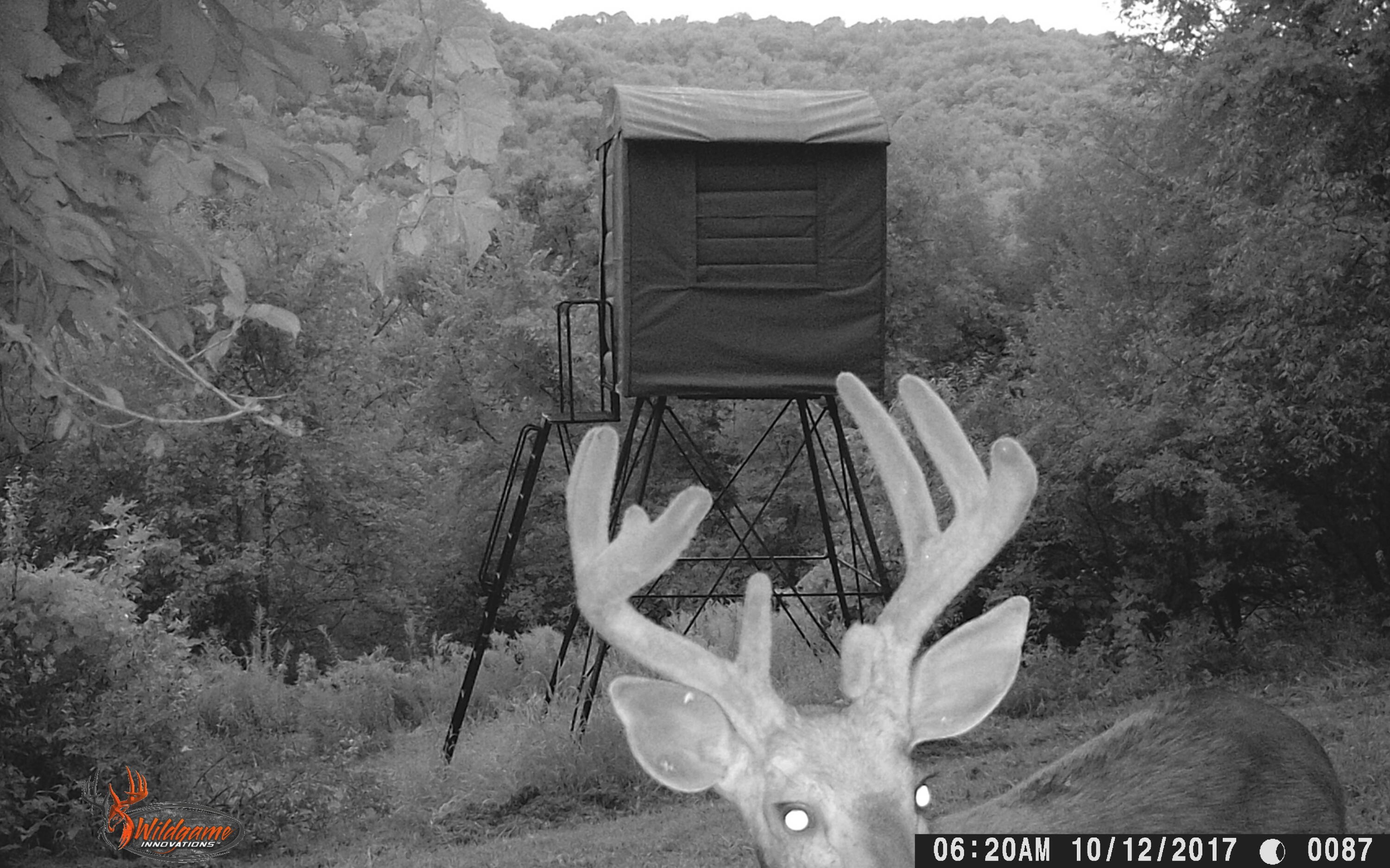 580 Skunk Hollow Road La Crescent, MN 55947 - Photo 77 of 83 Trail Cam