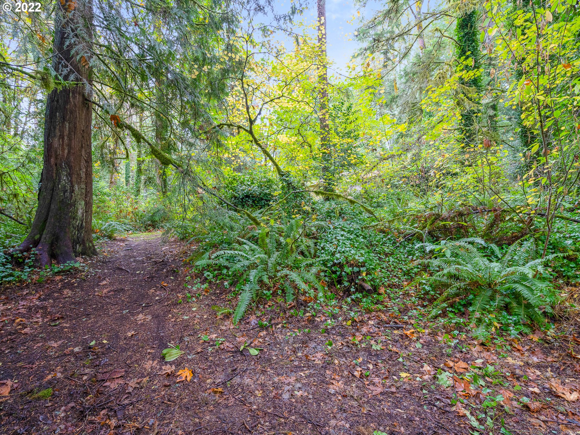 15910 Southeast Ten Eyck Road Sandy, OR 97055 - Photo 7 of 32 a view of a forest that has a tree