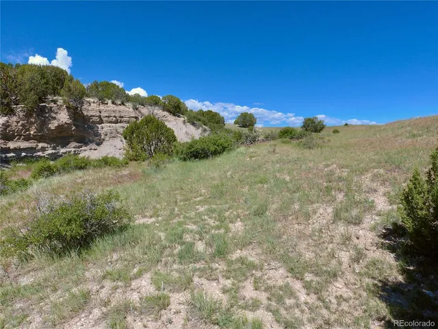 a view of a forest with trees in the background