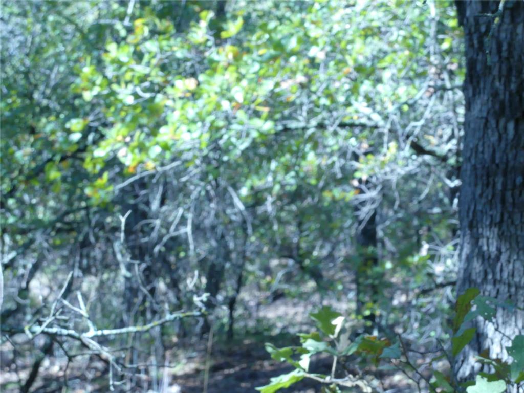 1746 Dog Kennel Road Sunset, TX 76270 - Photo 15 of 29 View of local wilderness
