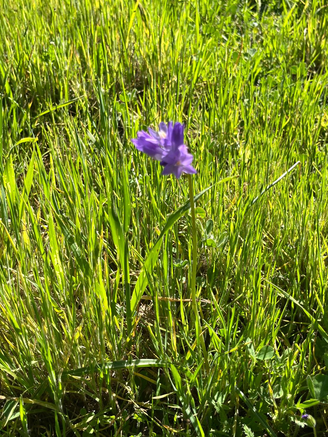 255 Blair Mine Road Angels Camp, CA 95222 - Photo 17 of 21 Gallery Image 17