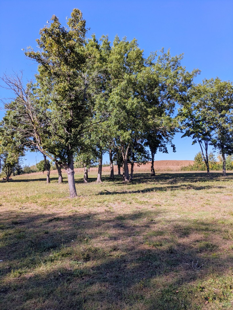 0 South Il Rt 47 Woodstock, IL 60098 - Photo 7 of 23 a view of dirt yard with a large tree