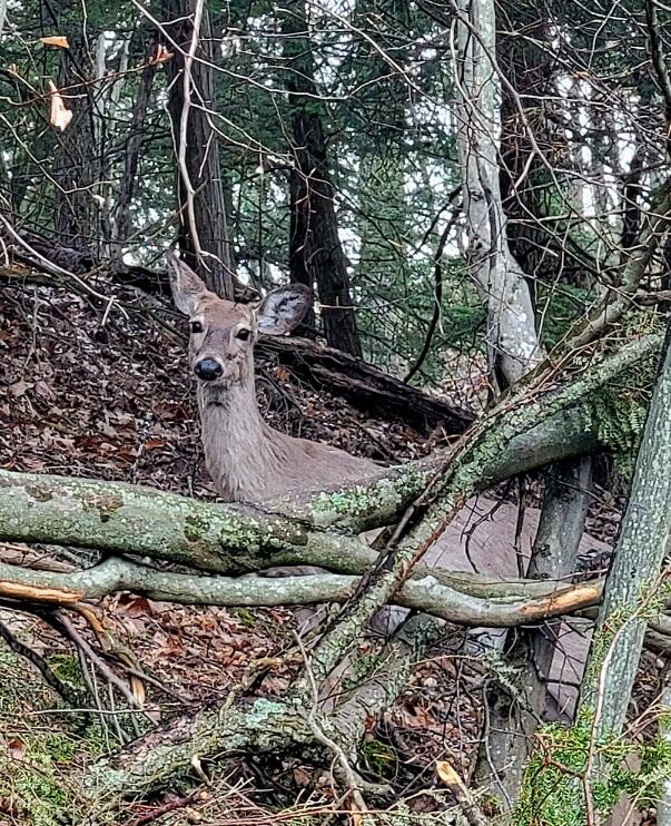 15200 V/l Lake Bluff Road Arcadia, MI 49613 - Photo 8 of 25 deer