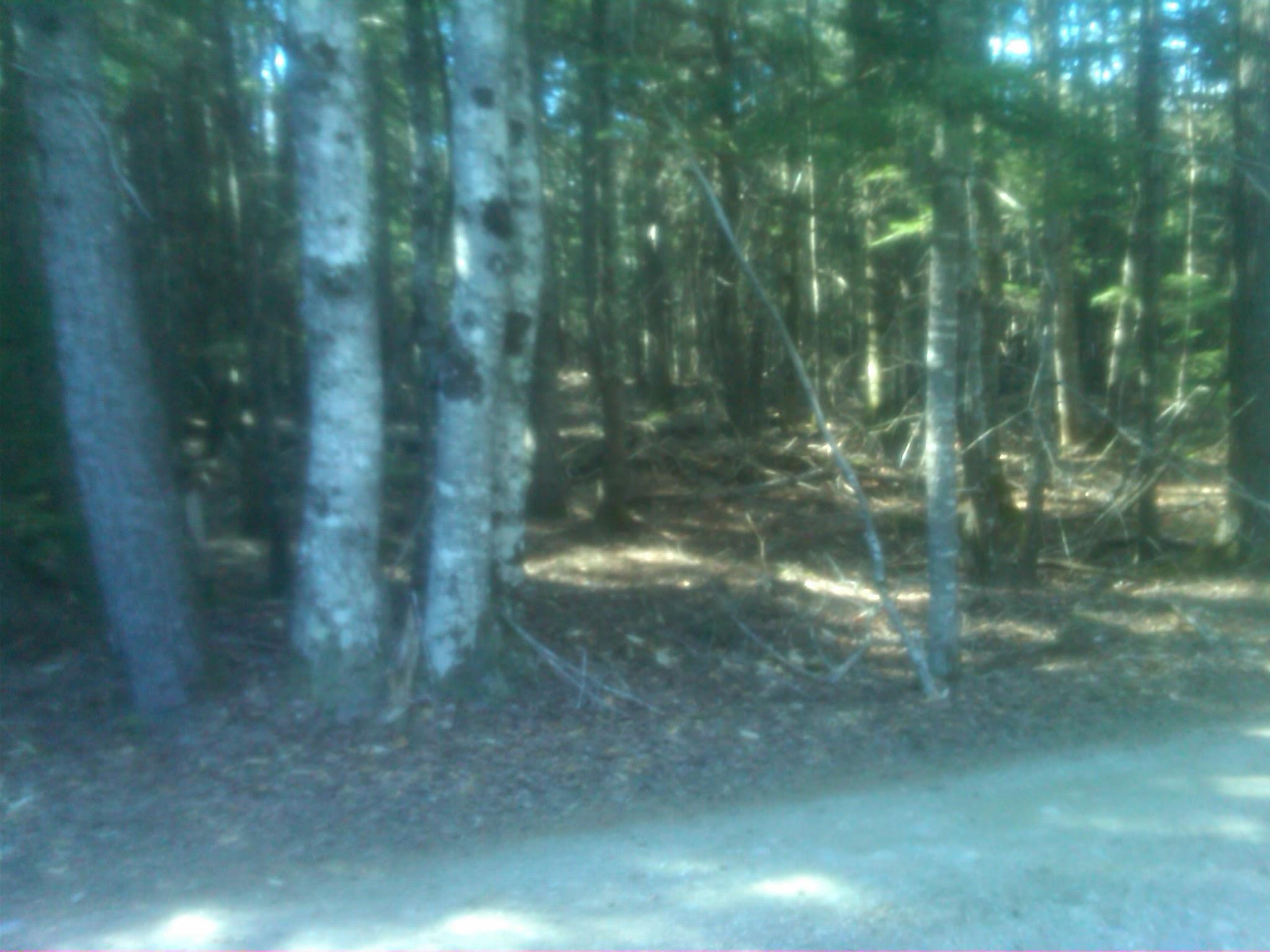 3 Heath Road Mariaville, ME 04605 - Photo 12 of 12 Mariaville-20120406-00540