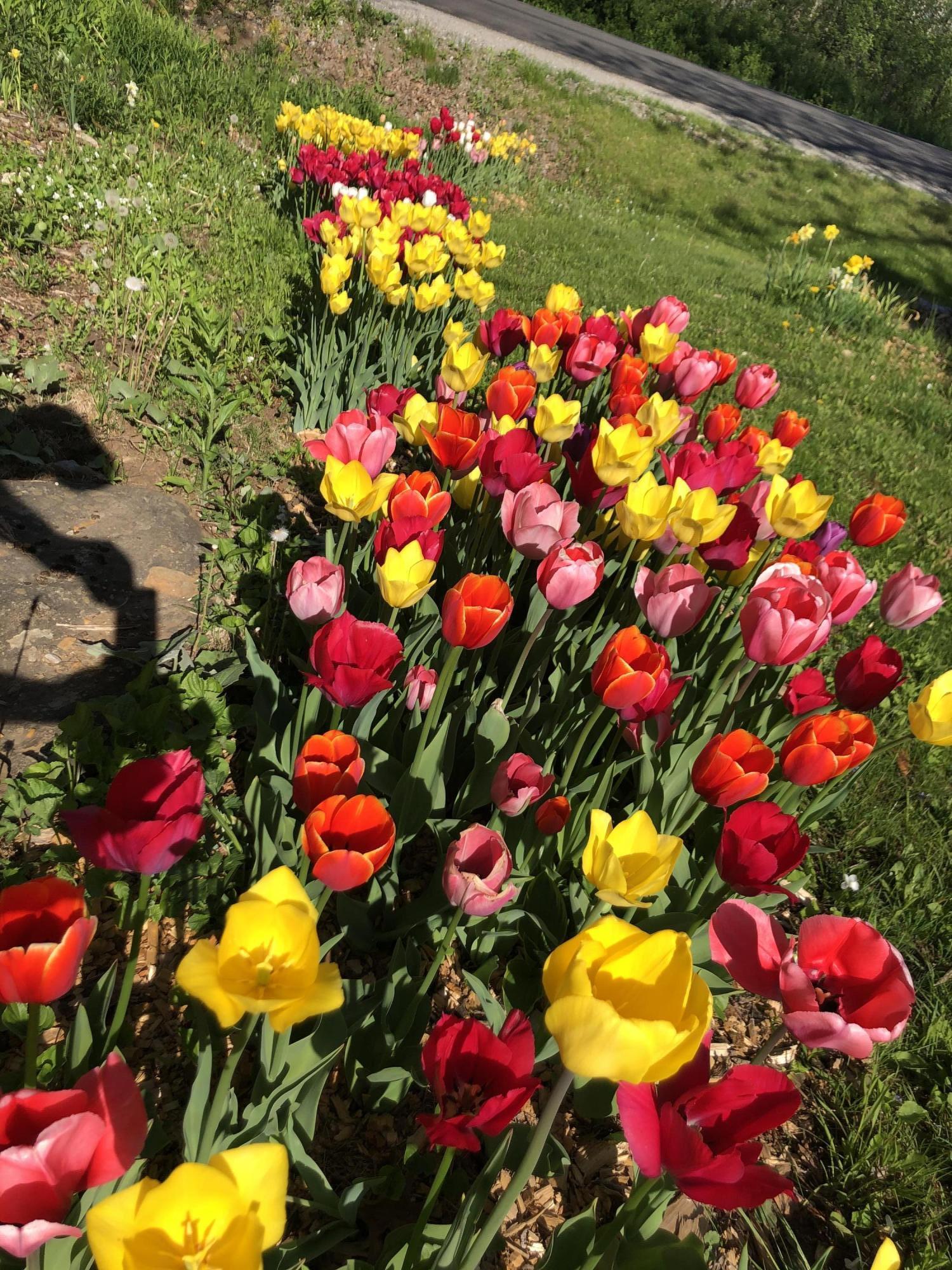 17 West Meadow Road Rockland, ME 04841 - Photo 29 of 29 Tulips