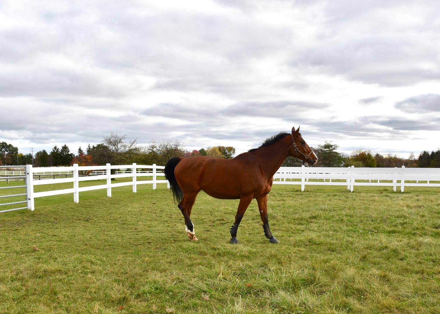 17451 Bridle Trail Road Gurnee, IL 60031 - Photo 45 of 50 a view of a golf course with a lake
