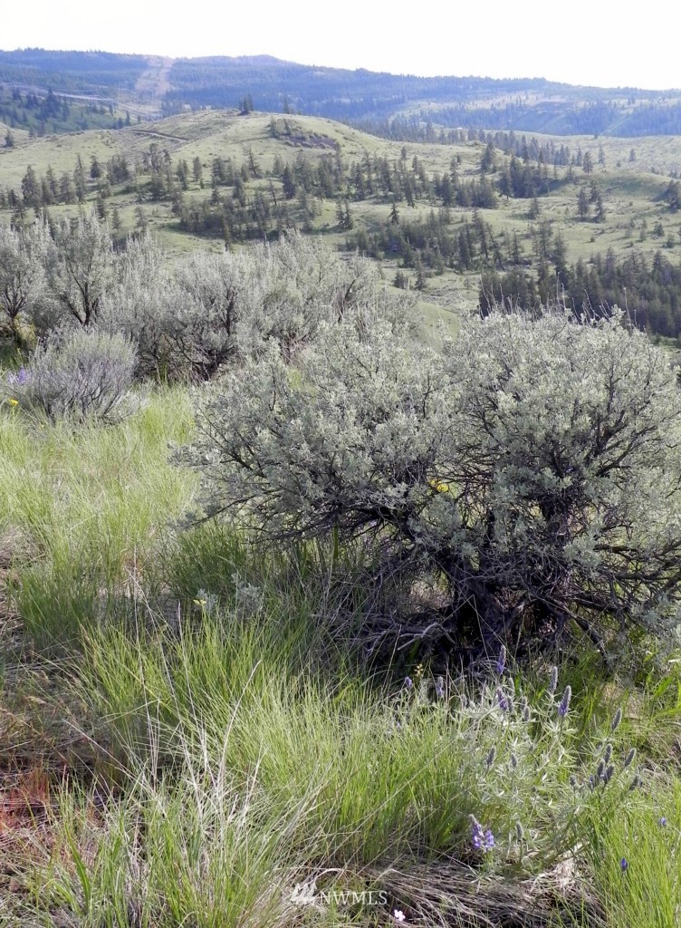 96-lot Tyee View Loop Road Waterville, WA 98858 - Photo 3 of 5 Gallery Image 3