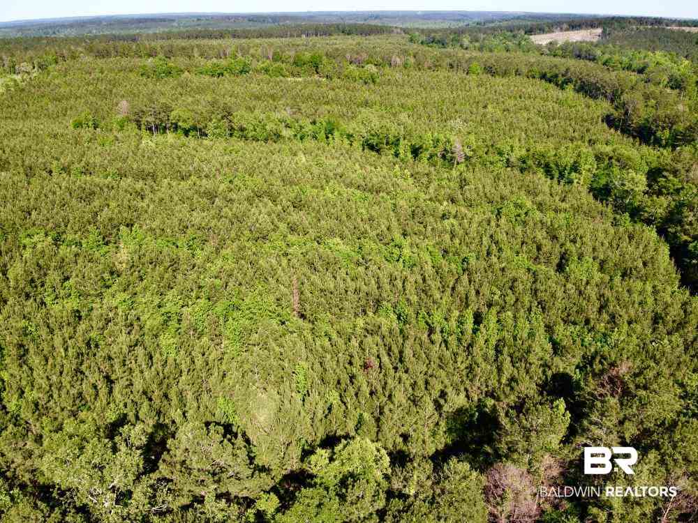 0 Country Road Uriah, AL 36480 - Photo 29 of 49