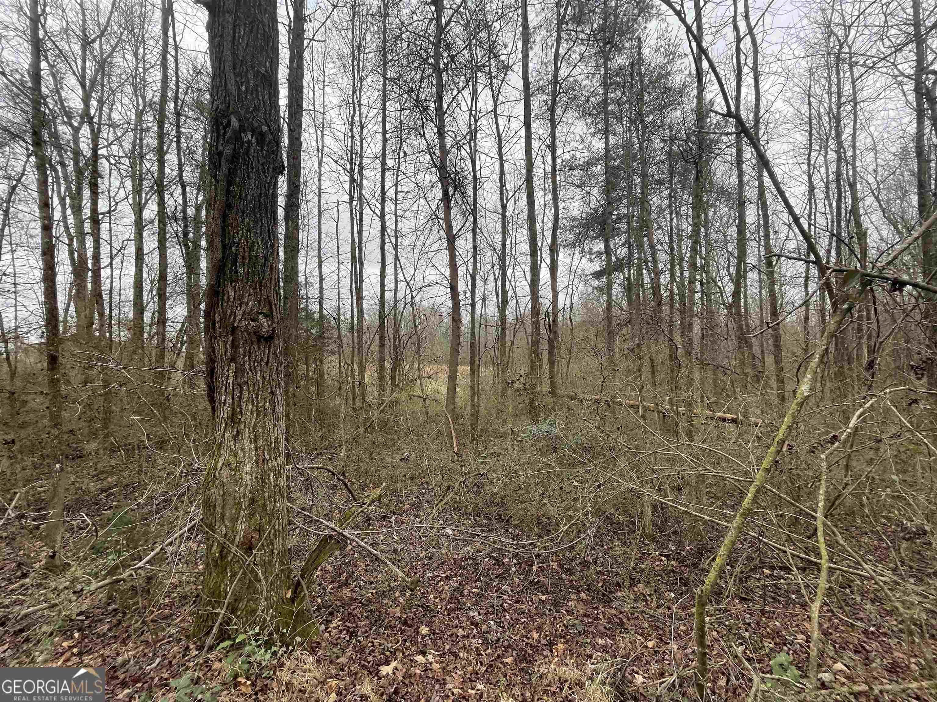 0 Holiness Campground Road Cleveland, GA 30528 - Photo 11 of 13