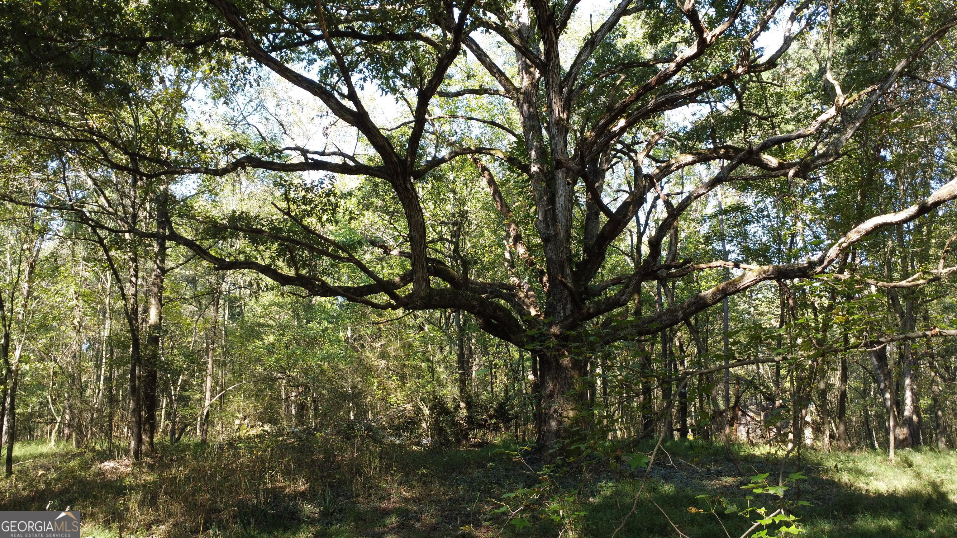 0 Holiness Campground Road Cleveland, GA 30528 - Photo 2 of 13