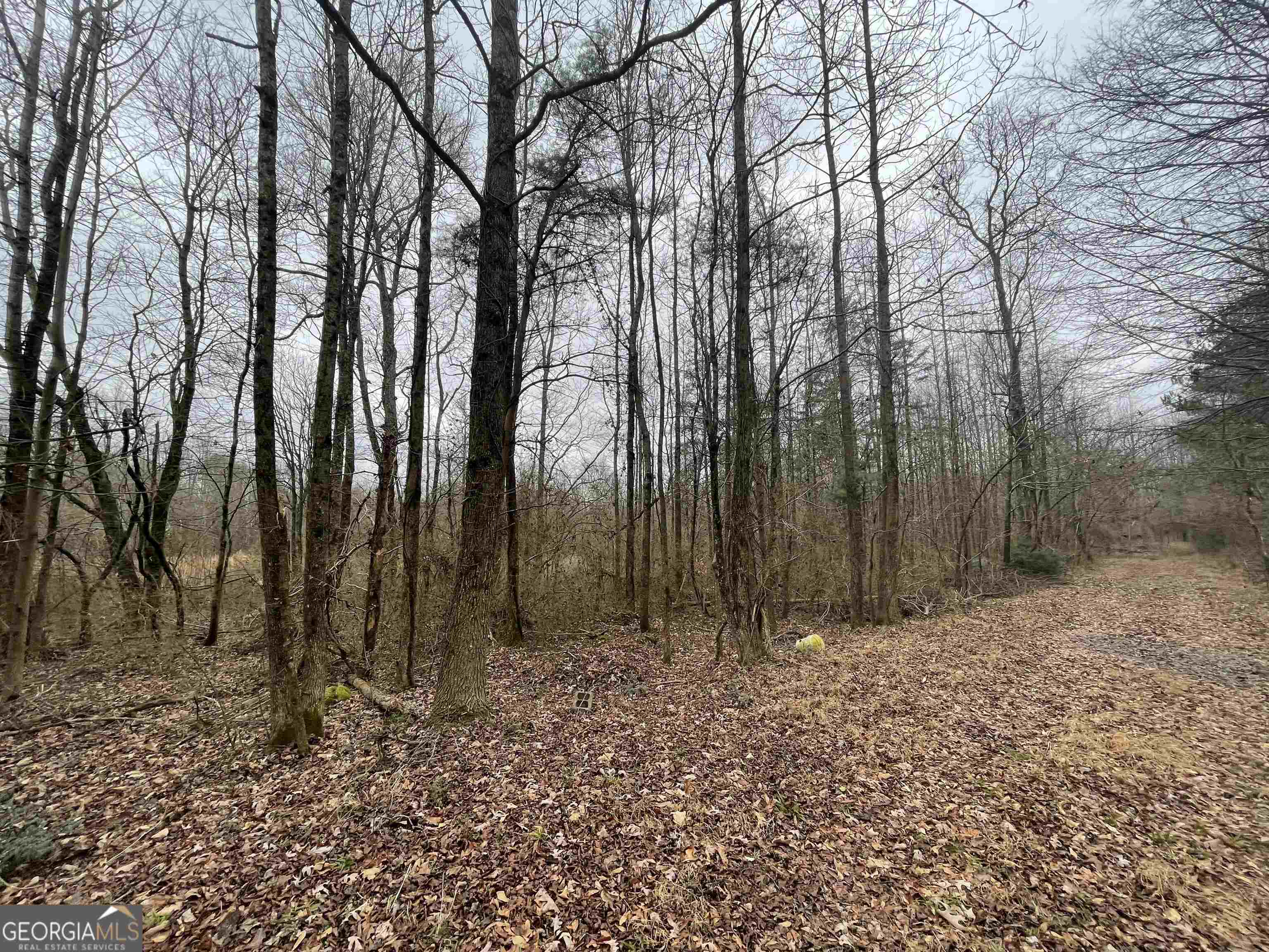 0 Holiness Campground Road Cleveland, GA 30528 - Photo 6 of 13