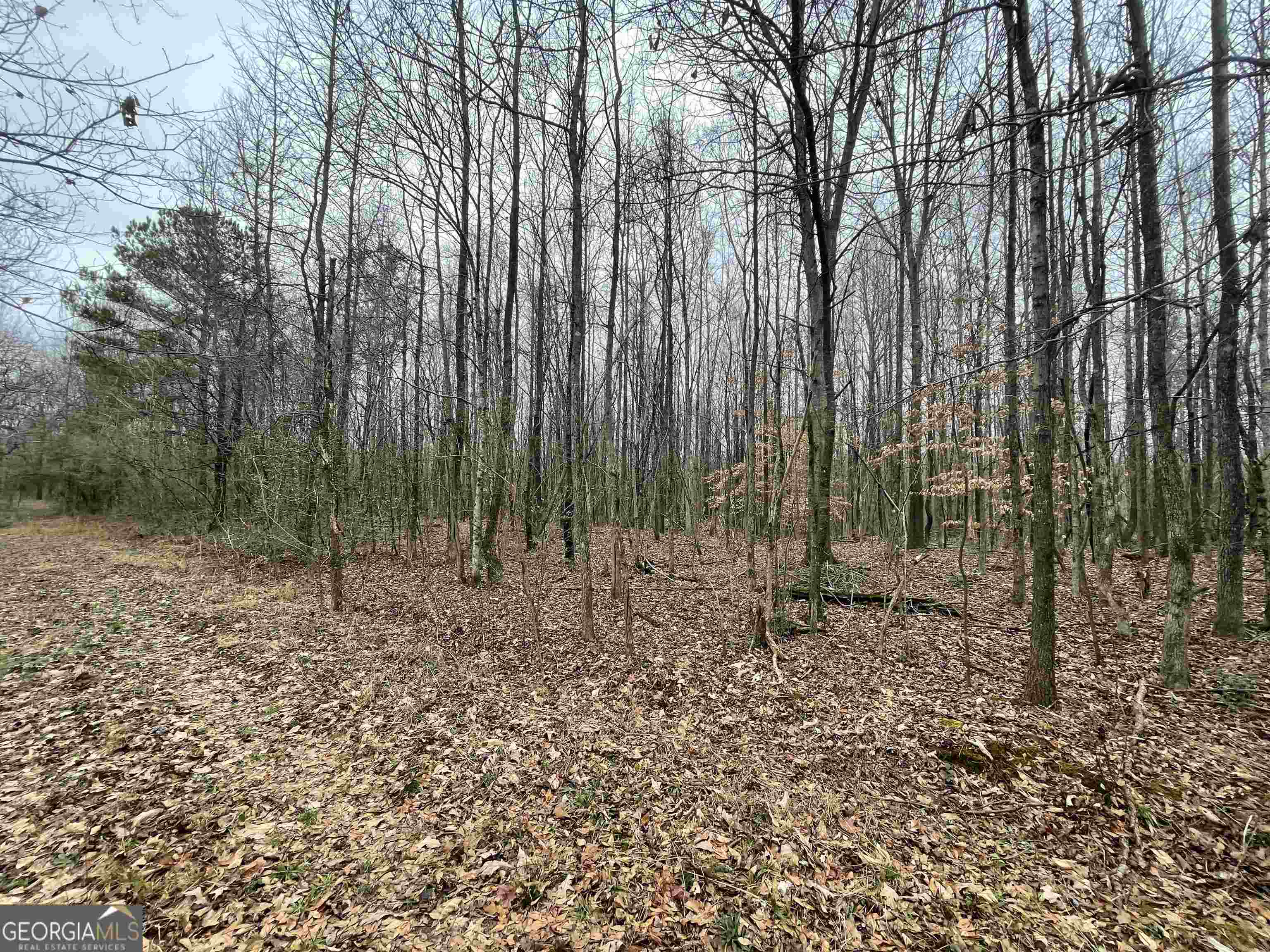 0 Holiness Campground Road Cleveland, GA 30528 - Photo 8 of 13