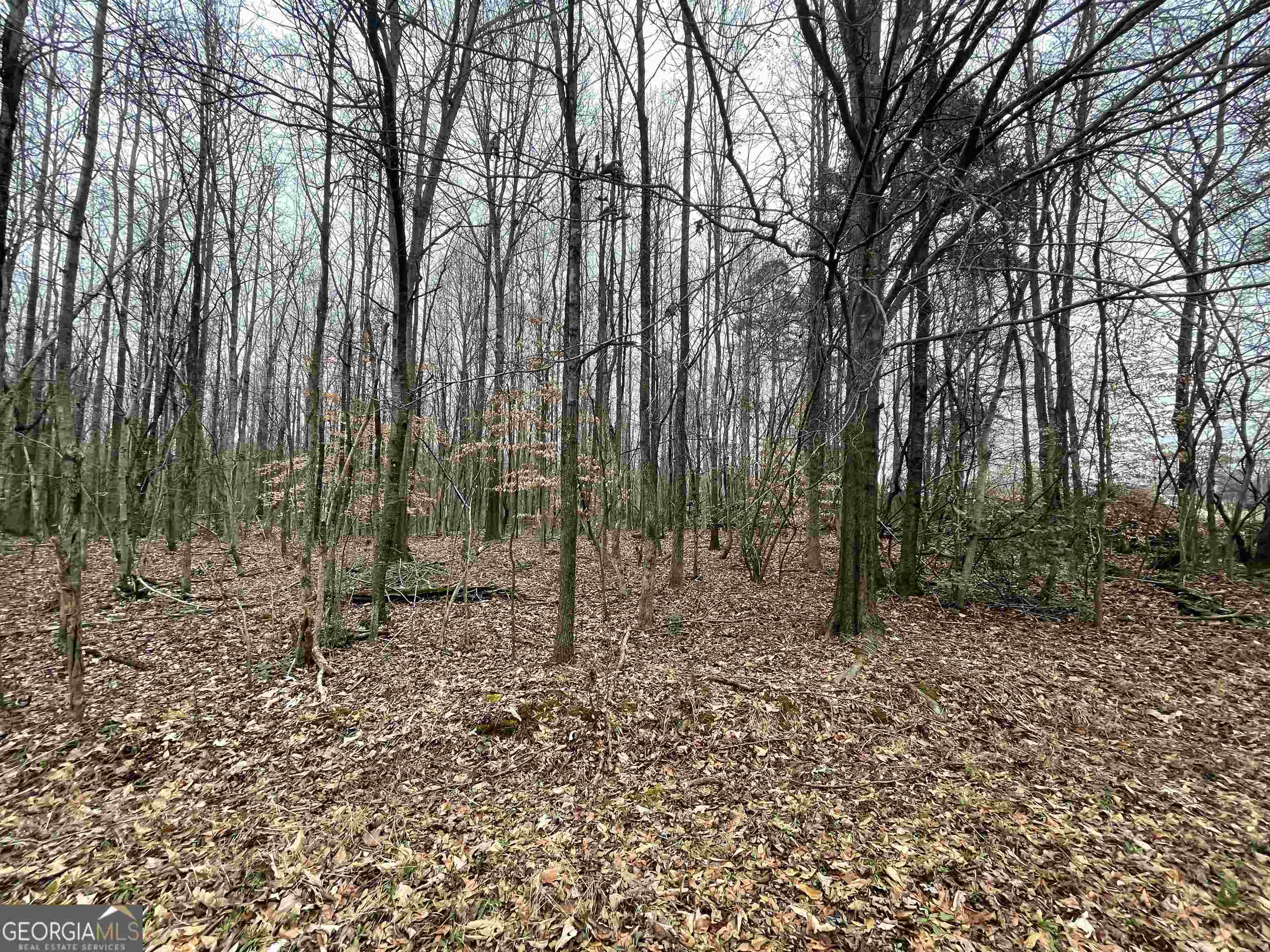 0 Holiness Campground Road Cleveland, GA 30528 - Photo 9 of 13