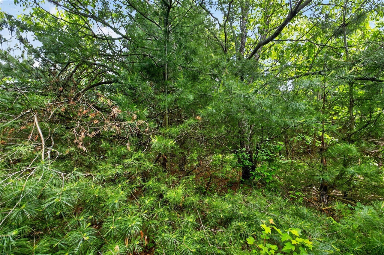 V/l South Deer Lake Road Reed City, MI 49677 - Photo 14 of 16