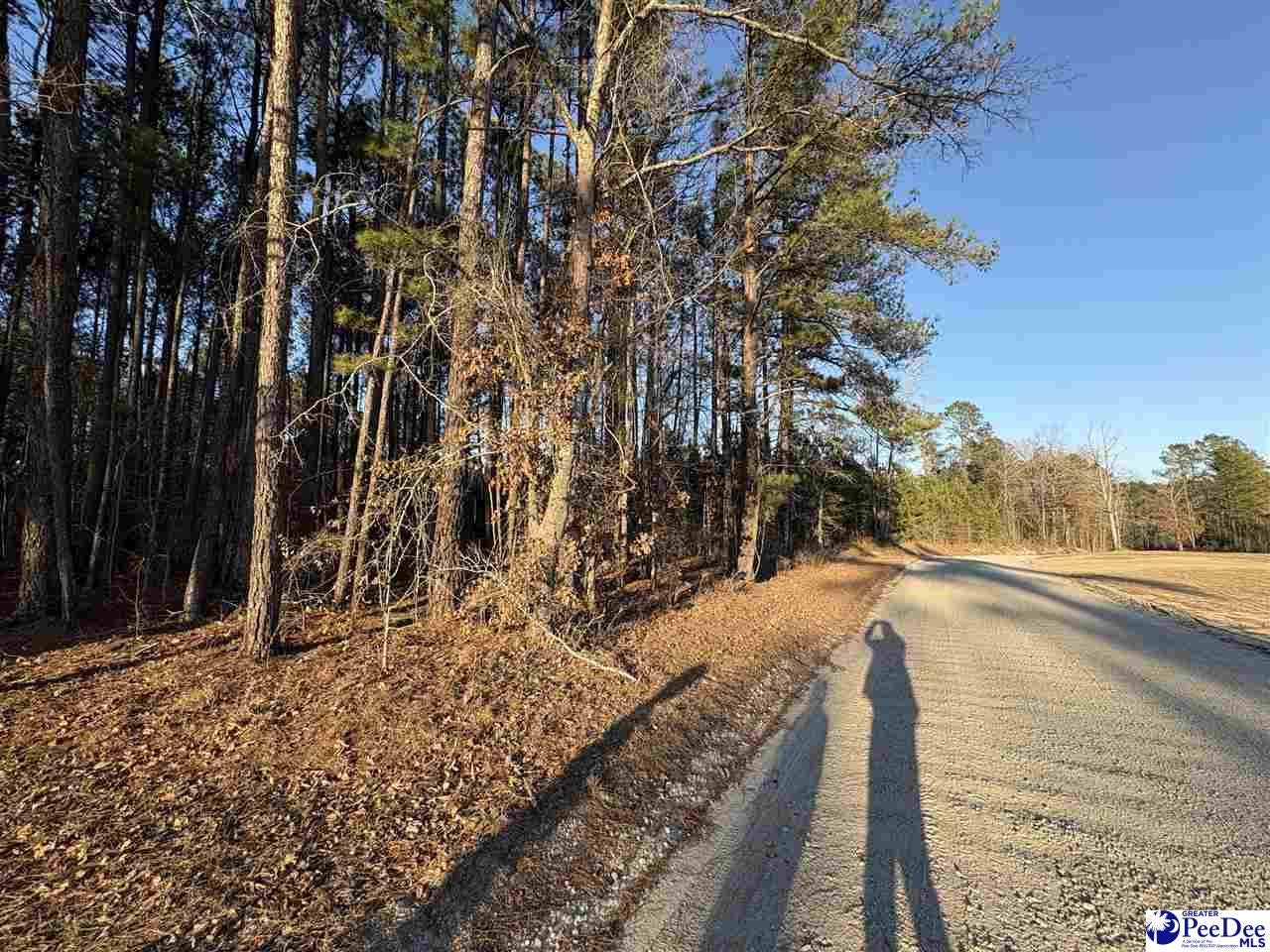 1325 Cubie Road Effingham, SC 29541 - Photo 12 of 15 Gallery Image 12