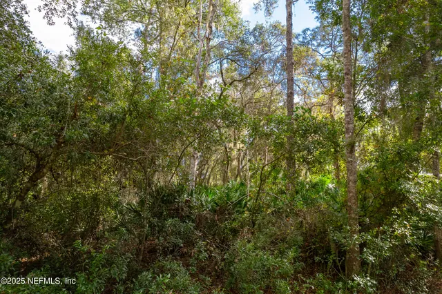 a view of a tree in a yard
