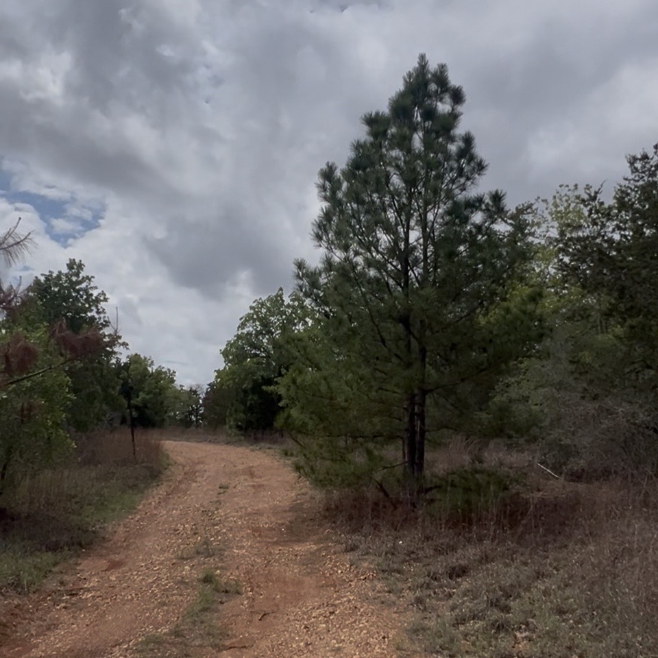 Lot 7 South Old Potato Road Paige, TX 78659 - Photo 2 of 22 Gravel pathway winding through natural landscaping, bordered by mature trees and varied foliage