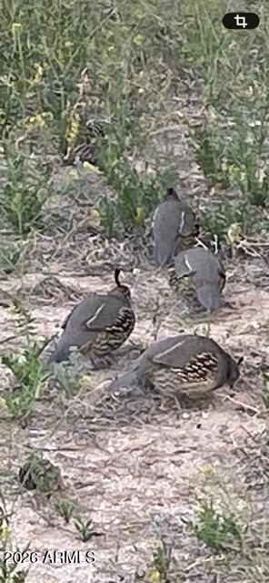 1428 North Cemetery Road Benson, AZ 85602 - Photo 34 of 37 IMG_7109