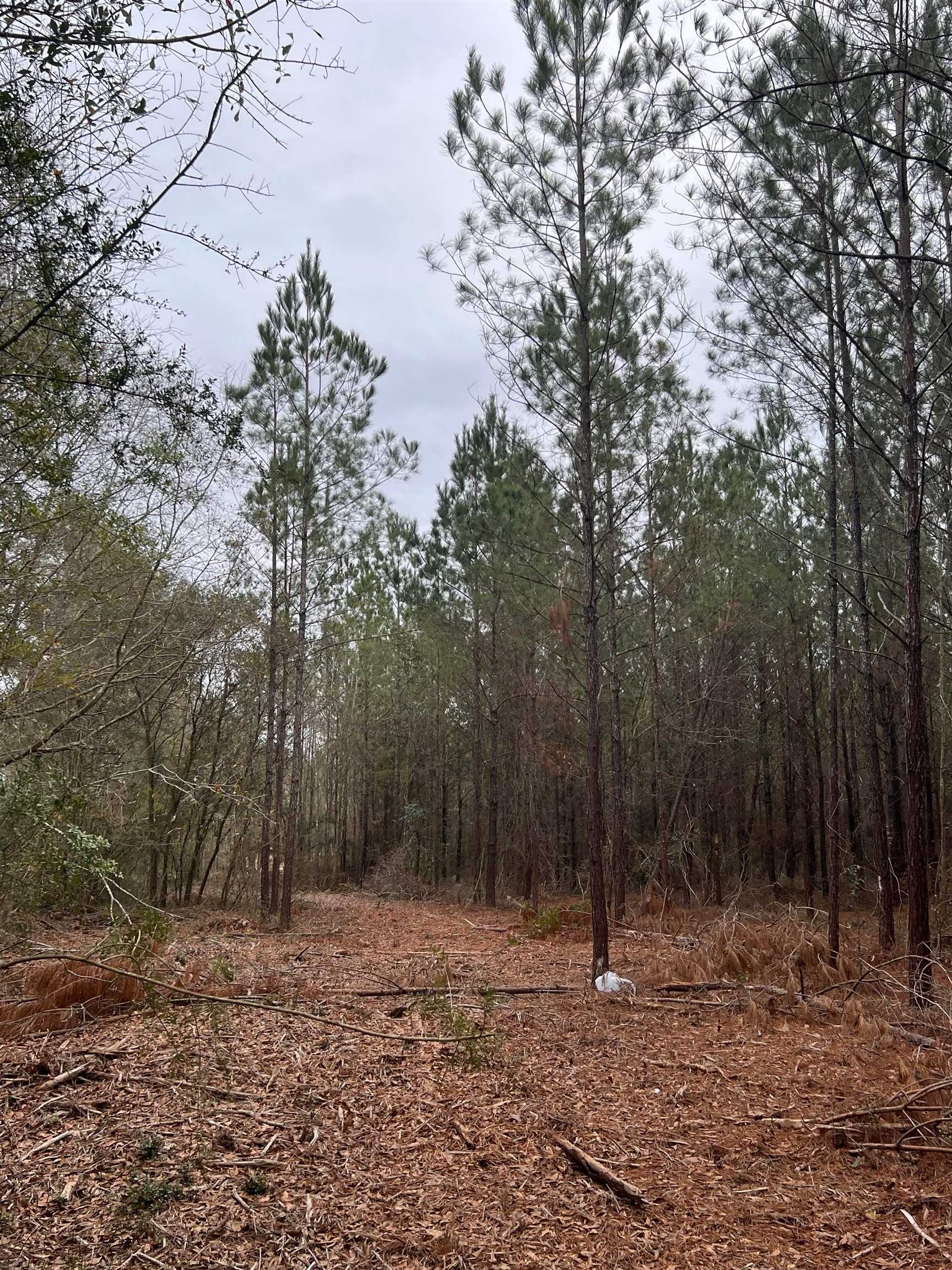 0 Hunting Club Road Seminole, AL 36574 - Photo 3 of 4