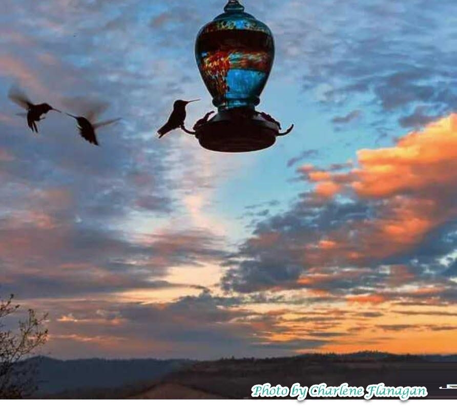 19691 Ferretti Road Groveland, CA 95321 - Photo 16 of 42