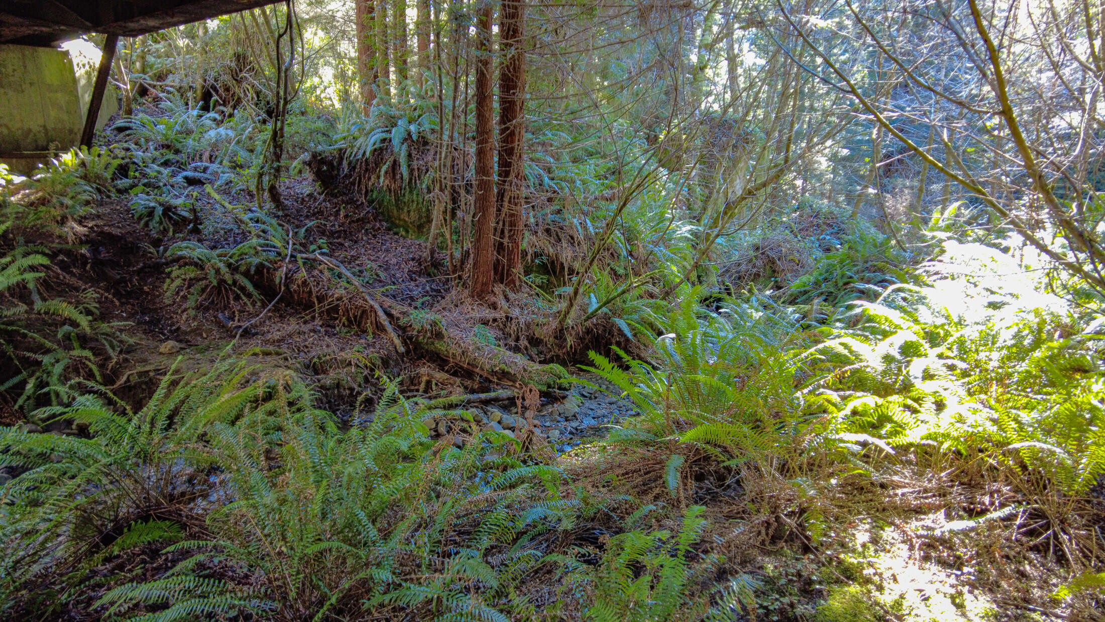 1180 Fox Farm Road Trinidad, CA 95570 - Photo 29 of 36